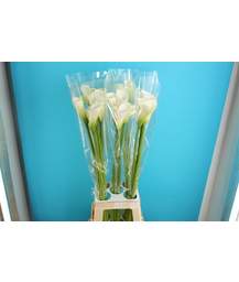 калла Avalanche