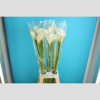 калла Avalanche