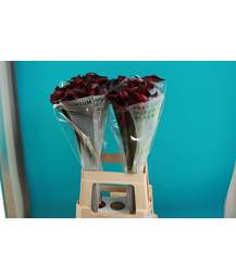 калла Calla Hot Shocolate