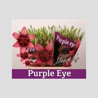 лилия Asiatic Purple Eye