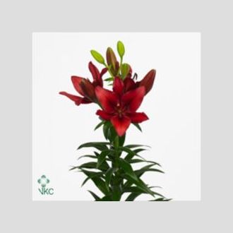 лилия Asiatic Red