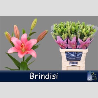 лилия La Brindisi