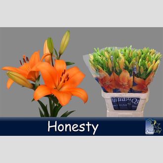 лилия La Honesty