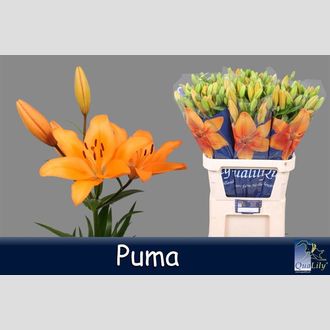 лилия La Puma