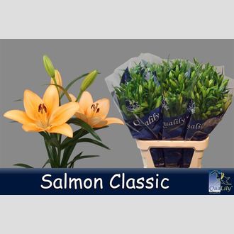 лилия La Salmon