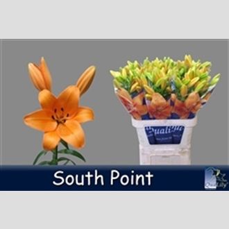 лилия La South Point