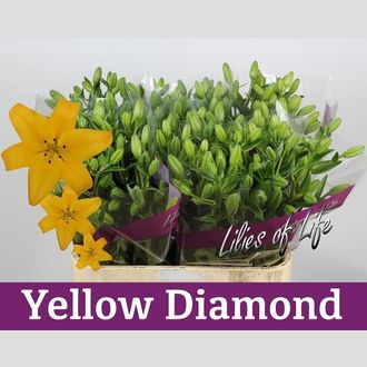 лилия La Yellow