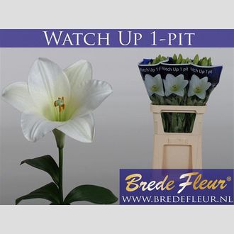 лилия Long Watch Up