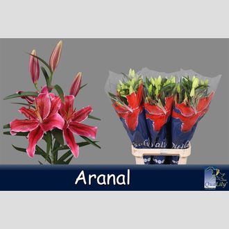 лилия Or Aranal