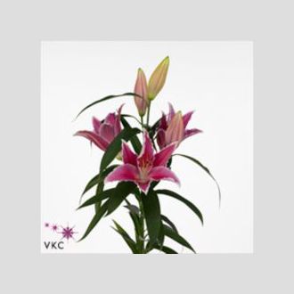 лилия Or Da Silva