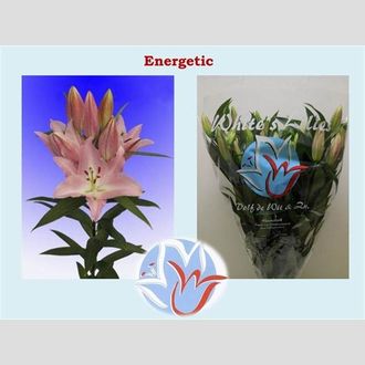 лилия Or Energetic