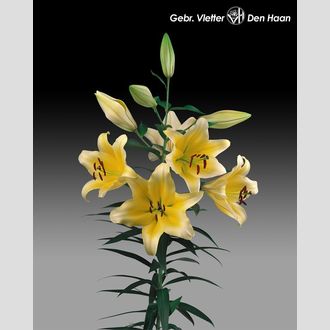 лилия Or Manissa