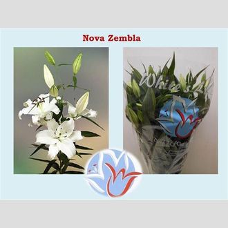 лилия Or Nova Zembla