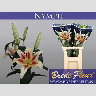 лилия Or Nymph
