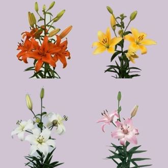 лилия Asiatic MIX