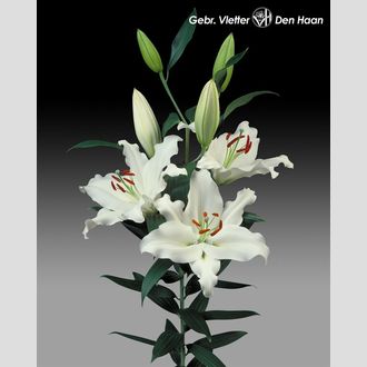 лилия Or Rialto