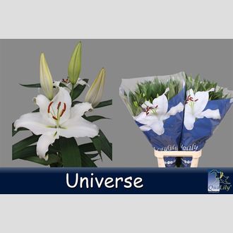 лилия Or Universe