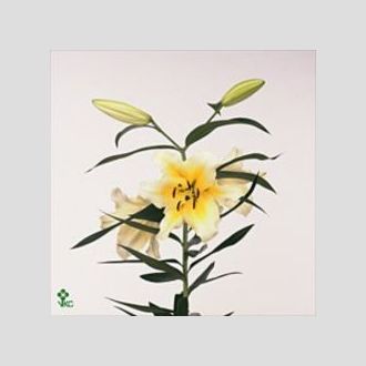 лилия Or Yellow