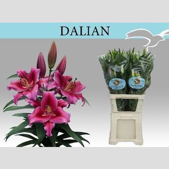 лилия Ov Dalian