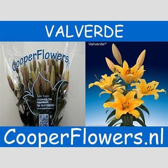 лилия Ov Valverde