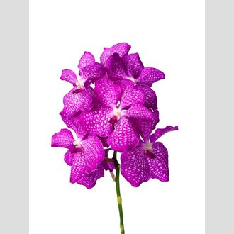 ванда Pink Magic