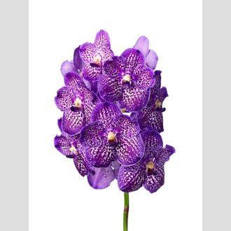 ванда Sunanda Exotic Purple