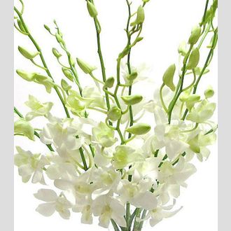 дендробиум белый