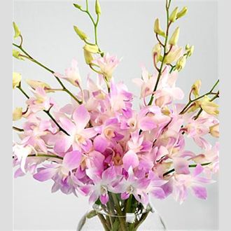 дендробиум розовый