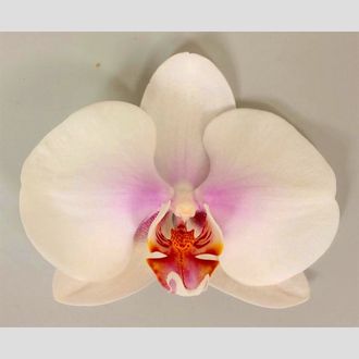 фаленопсис Okayama