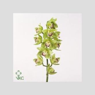 цимбидиум Green