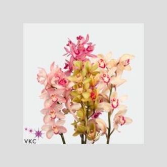 цимбидиум Mix