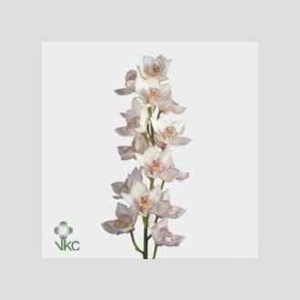 цимбидиум White