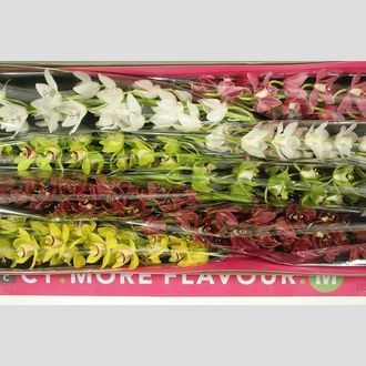 цимбидиум микс 6