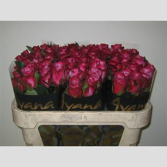 роза Deep Purple