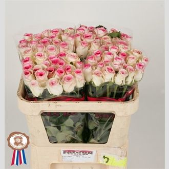 роза Dolce Vita+