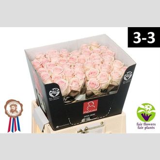 роза Lovely Dolomiti