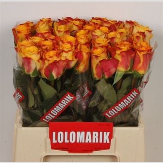 роза Marie-Claire