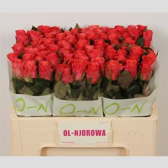 роза Pink Tacazzi