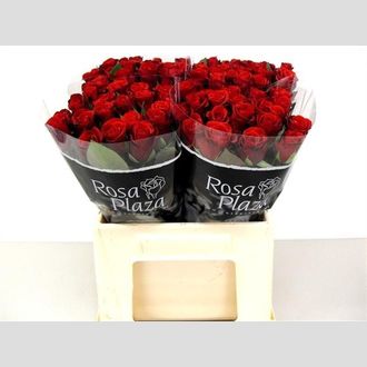 роза Red Ribbon