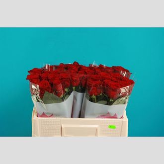 роза Rosa Natura