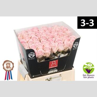 роза Sweet Dolomiti