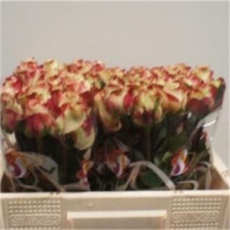 роза Upper Secret