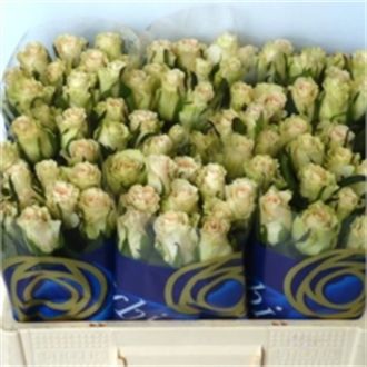 роза White Rosalie