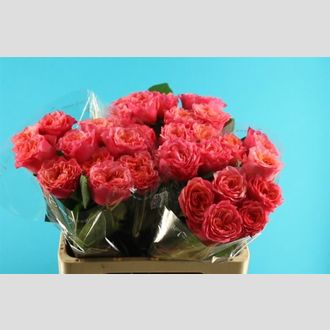 роза пионовидная Moniek персиково-оранжевая