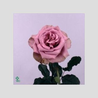 роза Blue Curiosa