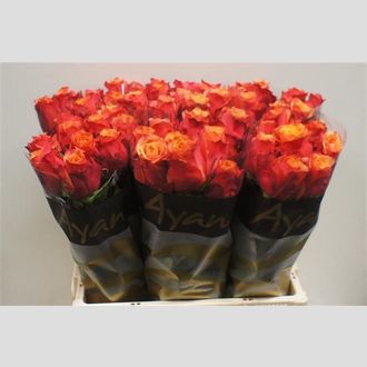 роза Cherry Brandy