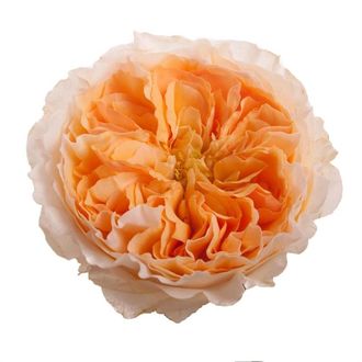 роза David Austin Beatrice жёл-персиковый