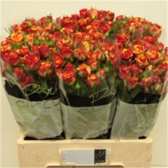 роза кустовая Fire Flash