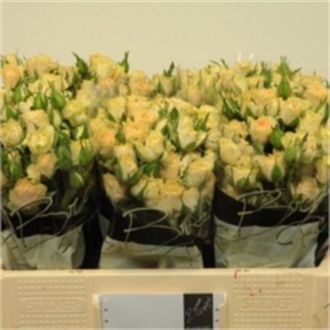 роза кустовая Jelena