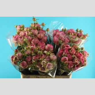 роза кустовая Lavender Lace